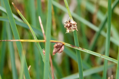 Bolboschoenus caldwellii
