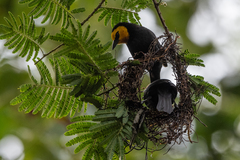 Ploceus melanogaster