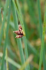 Bolboschoenus caldwellii