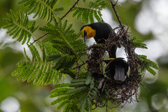 Ploceus melanogaster