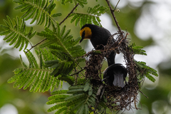 Ploceus melanogaster