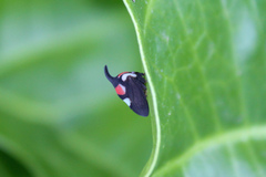 Enchophyllum quinquemaculatum