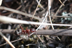 Formica sanguinea
