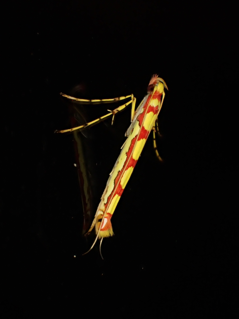 Macarostola miniella