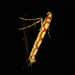 Macarostola miniella - Photo (c) Saryu Mae,  זכויות יוצרים חלקיות (CC BY), הועלה על ידי Saryu Mae