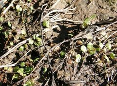 Hydrocotyle sibthorpioides