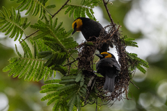 Ploceus melanogaster