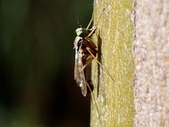 Dytomyia sordida