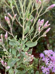 Liatrinae