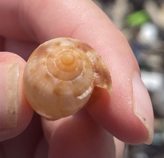 Cypraecassis testiculus