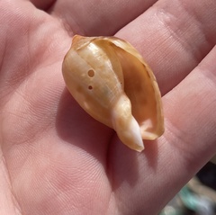 Cypraecassis testiculus