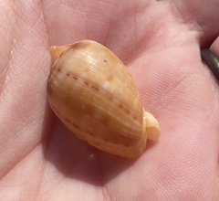 Cypraecassis testiculus