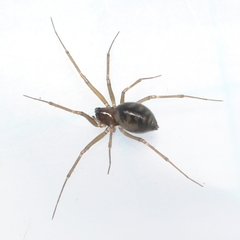 Linyphiinae
