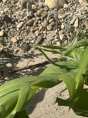Leptophis diplotropis