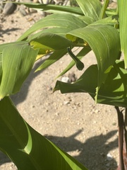 Leptophis diplotropis