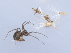 Linyphiinae