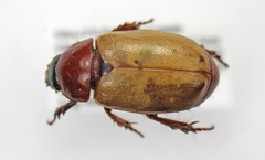 Cyclocephala melanocephala