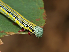 Chlenias banksiaria