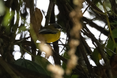 Apalis jacksoni