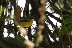 Apalis jacksoni