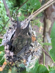 Cynanthus latirostris