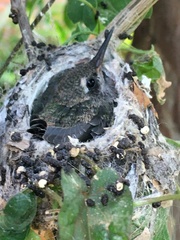 Cynanthus latirostris