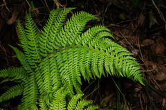 Polystichum chilense