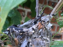 Cynanthus latirostris