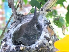 Cynanthus latirostris