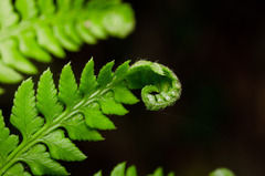 Polystichum chilense
