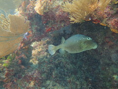 Lactophrys bicaudalis