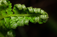 Polystichum chilense