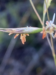 Rytidosperma clelandii
