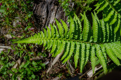 Polystichum chilense
