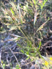 Rytidosperma clelandii