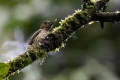 Chloropicus elliotii