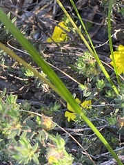 Rytidosperma clelandii