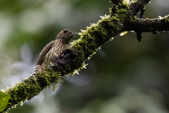 Chloropicus elliotii