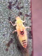 Glycaspis granulata
