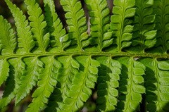 Polystichum chilense