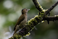 Chloropicus elliotii