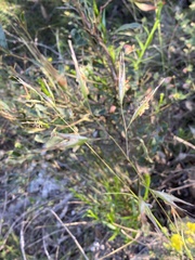 Rytidosperma clelandii