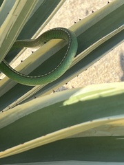 Leptophis diplotropis