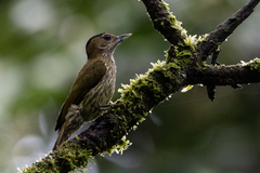 Chloropicus elliotii