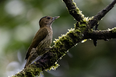 Chloropicus elliotii