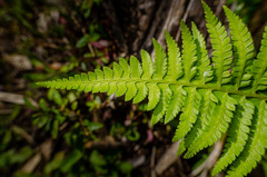 Polystichum chilense