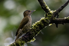 Chloropicus elliotii