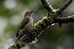 Chloropicus elliotii