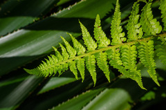 Polystichum chilense