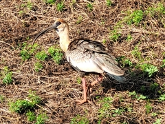 Theristicus caudatus